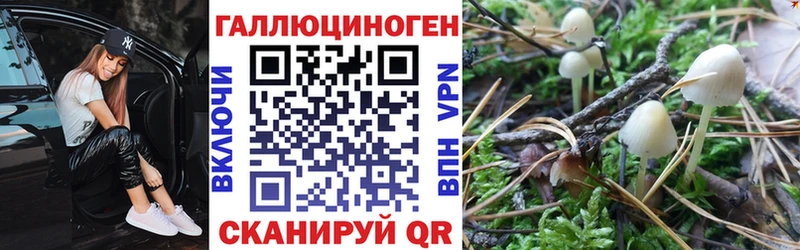 Купить где  Баксан  Псилоцибиновые грибы MAGIC MUSHROOMS 